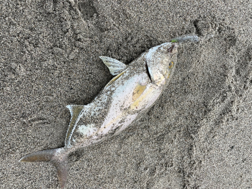 ショゴの釣果