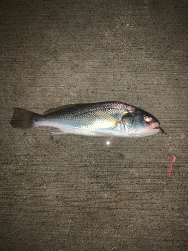 イシモチの釣果