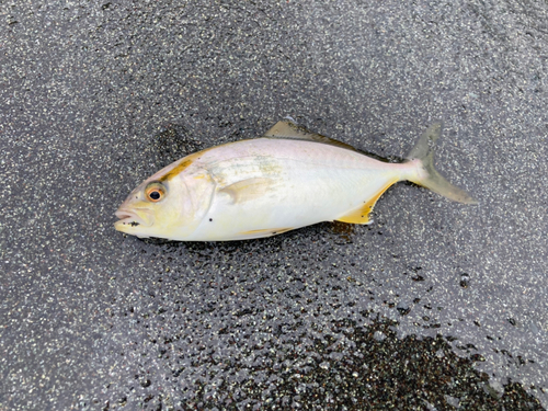 ショゴの釣果