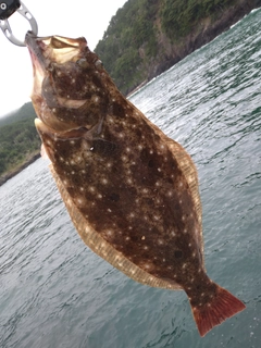 ヒラメの釣果