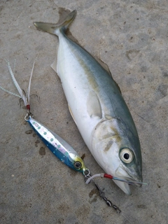 ワカシの釣果