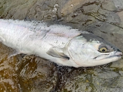 カラフトマスの釣果