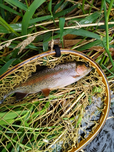 釣果