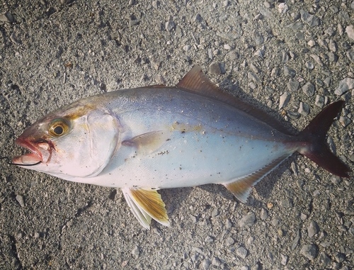 カンパチの釣果