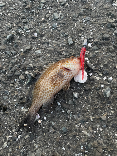 オオモンハタの釣果