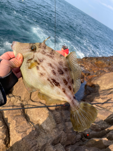 カワハギの釣果