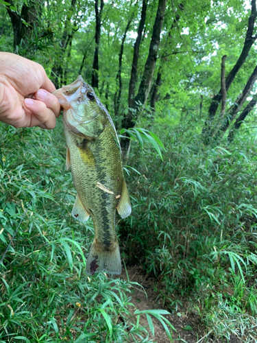 ラージマウスバスの釣果