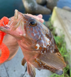 アコウの釣果