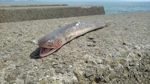 エソの釣果