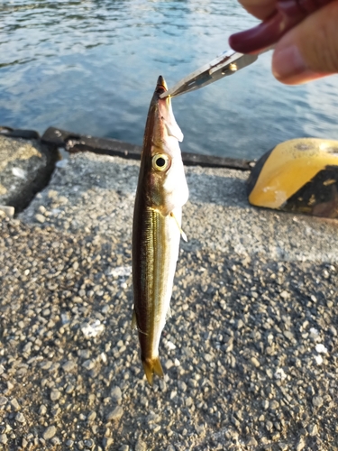 カマスの釣果