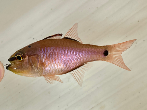 クロホシイシモチの釣果