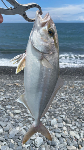 ショゴの釣果