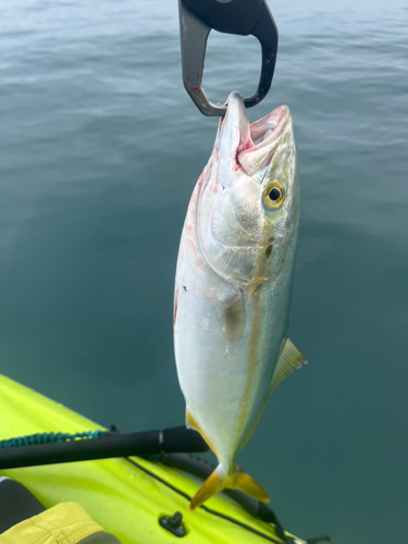 イナダの釣果