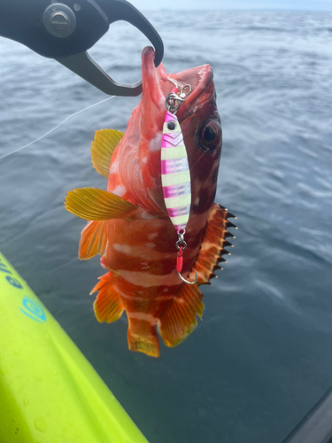 アカハタの釣果