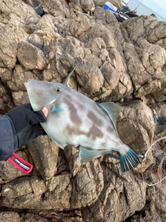 ウマヅラハギの釣果