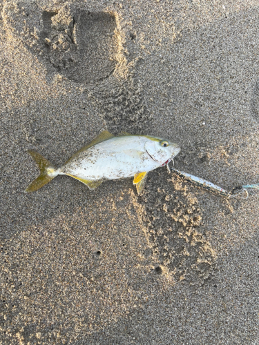 ショゴの釣果