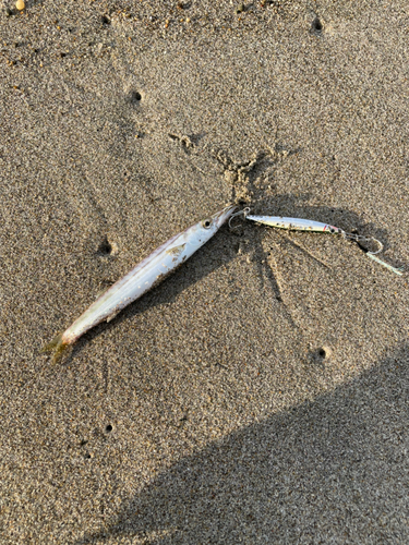 カマスの釣果