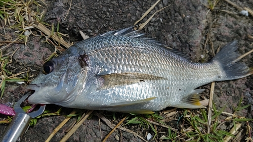 キビレの釣果