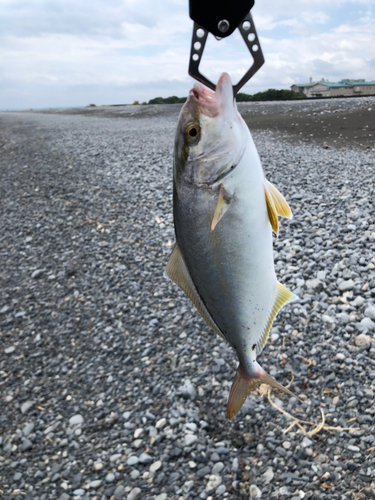 ショゴの釣果