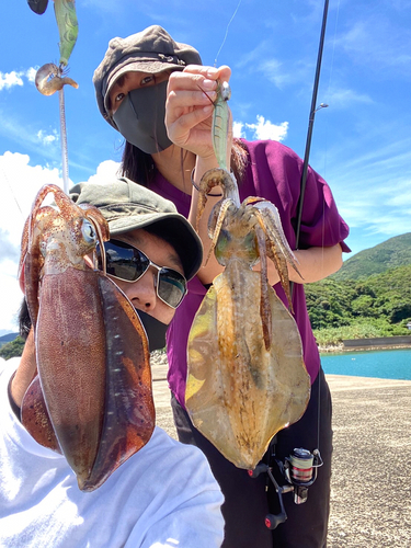 アオリイカの釣果