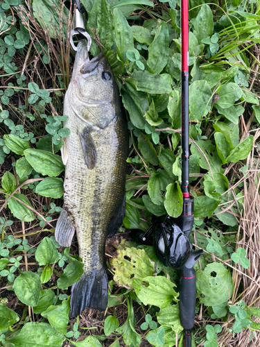 ブラックバスの釣果