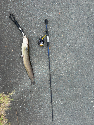 ナマズの釣果