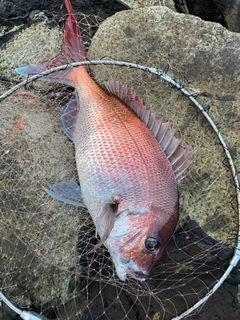 タイの釣果