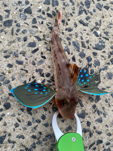 ホウボウの釣果