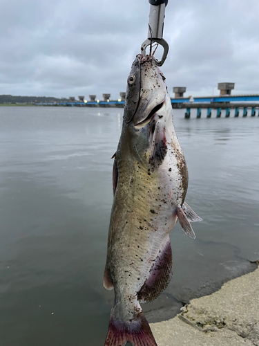 アメリカナマズの釣果