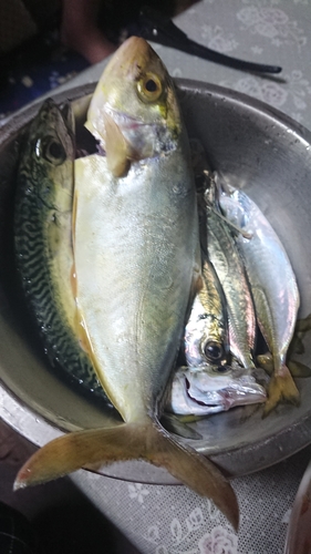 ショゴの釣果