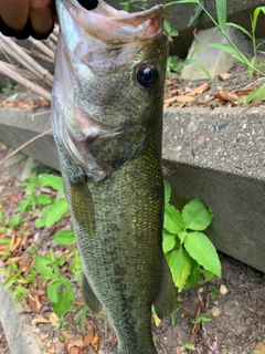 ラージマウスバスの釣果