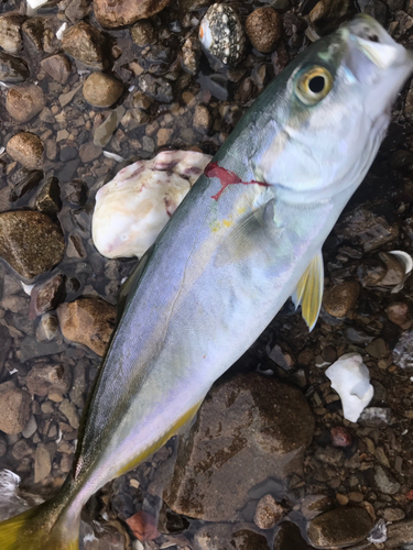 ワカシの釣果