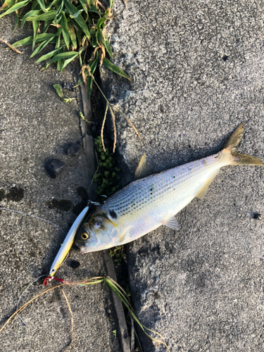 コノシロの釣果