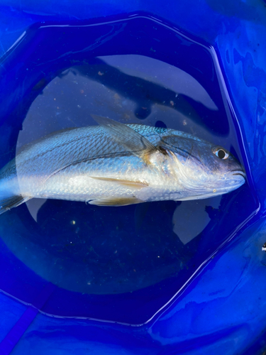 イシモチの釣果