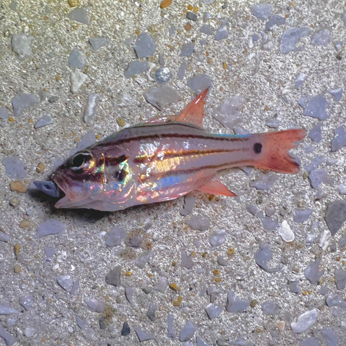 オオスジイシモチの釣果