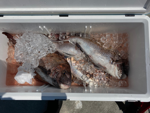 マダイの釣果