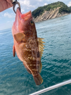 アコウの釣果