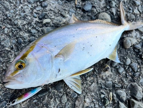 カンパチの釣果