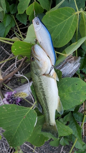 ブラックバスの釣果