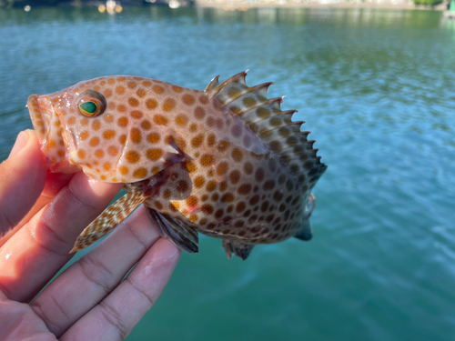 オオモンハタの釣果