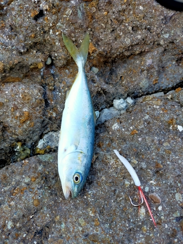 ツバスの釣果