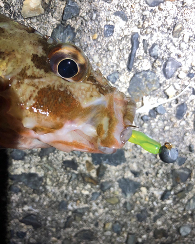 タイの釣果