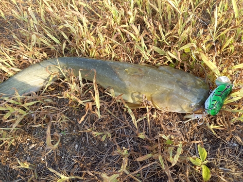 マナマズの釣果