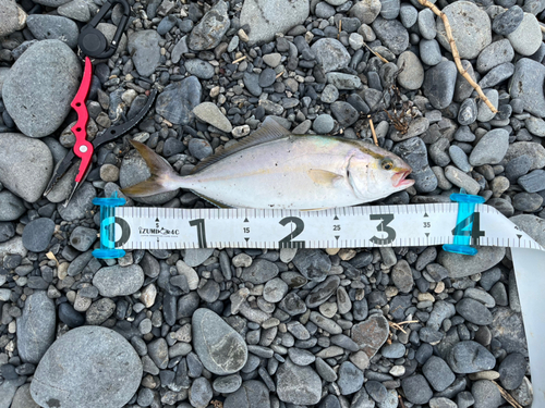 ショゴの釣果