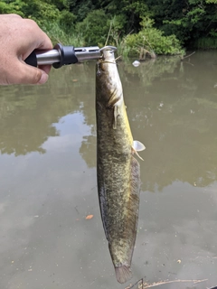 ニホンナマズの釣果