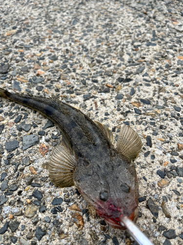 コチの釣果