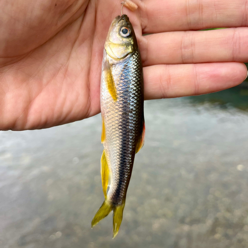 カワムツの釣果