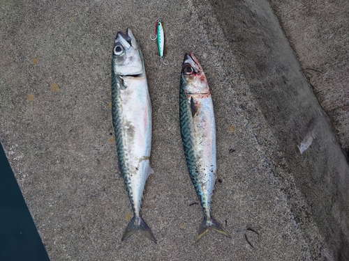 サバの釣果