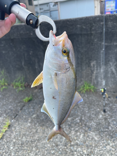 ショゴの釣果