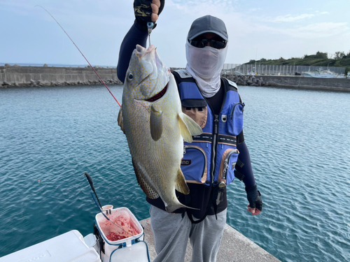 コロダイの釣果